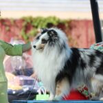 Zip blue merle sheltie male