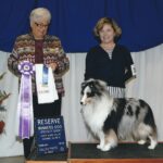 Zip blue merle sheltie male