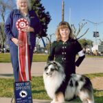 Zip blue merle sheltie male