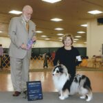 Zip blue merle sheltie male