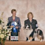 Zip blue merle sheltie male