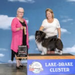 Teddy bi-black sheltie male