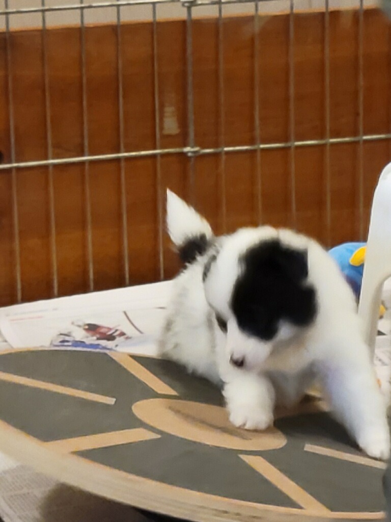 Olivia Puppy Dec 2022