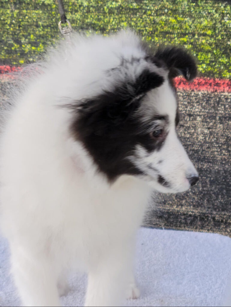 bella(1), 12 weeks, olivia dec 22