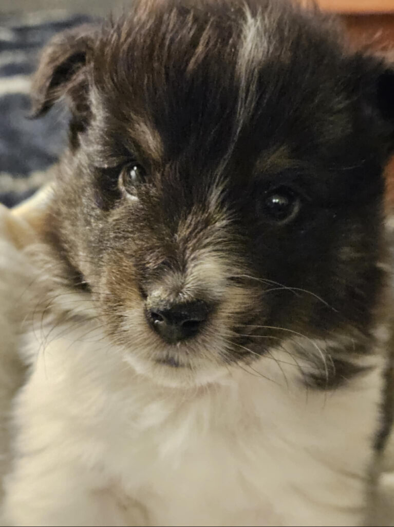 bentley, 7 weeks, halo litter