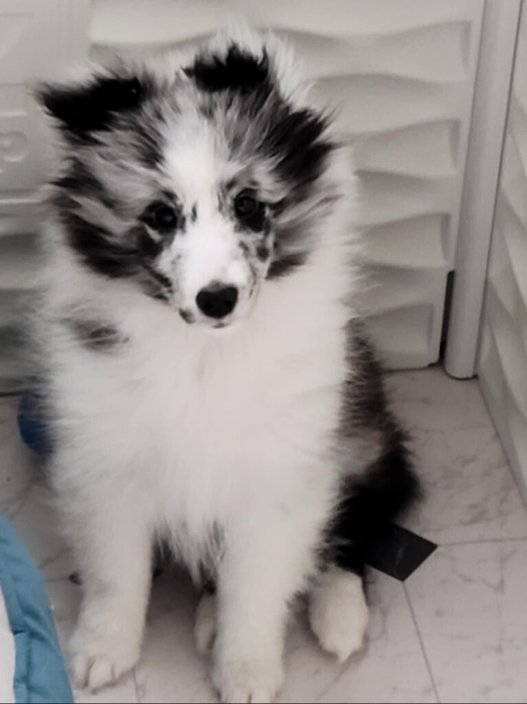 cruise, 12 weeks, olivia litter