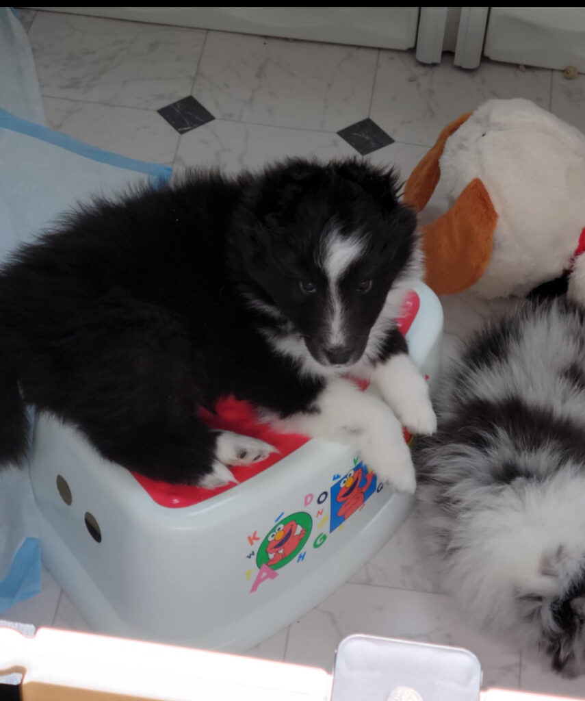 Daisy, 12 weeks, Olivia litter