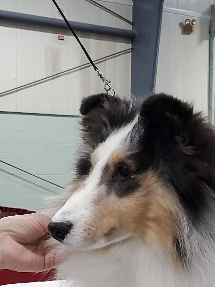 gable show ready assa nationals perry georgia 5-2021