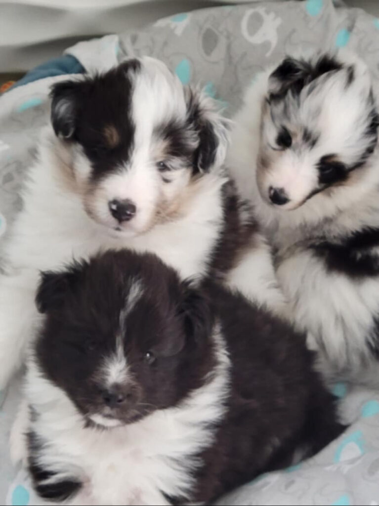 olivia 2923, Quinn, Williw Brio