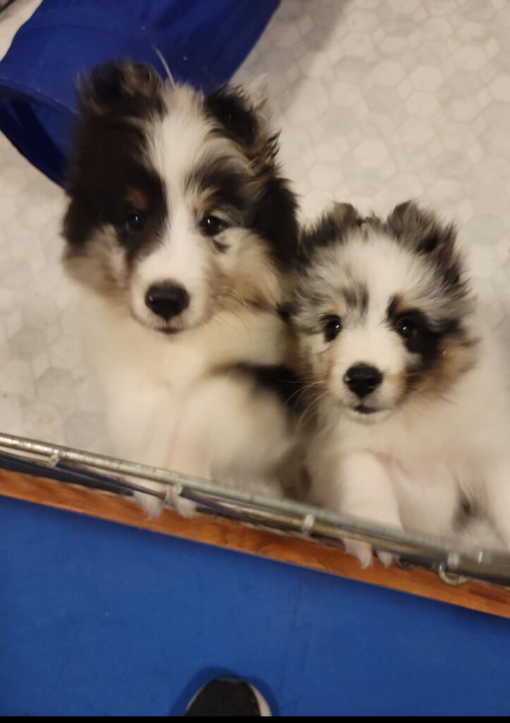 quin(l), willow(r), 6 weeks, olivia 2023