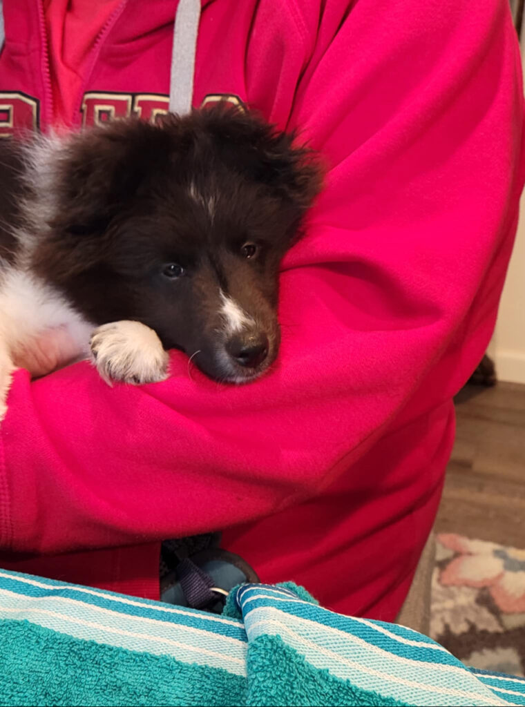 teddy, 12 weeks, olivia litter